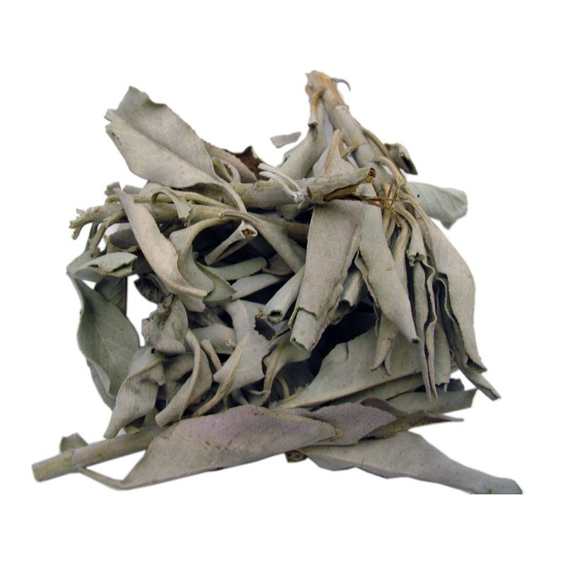 White Sage (Salvia apiana), simple Incenses, Plants and Woods